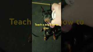 teach a dog how to stay #puppy #doberman #wepushback #jesuschrist