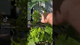 Нормировка винограда урожаем #винограддонецка #виноград #grape