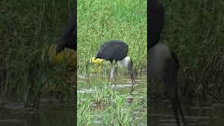 Searching for food in Wetland, Stork Bird❤ #wetland #birds #beauty #stork #storks #lovely #shorts