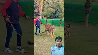 Tiger 🐯 🐅 ne bachche par attack kiya | #tiger #pets #youtubeshorts #trending #shorts #viralvideo