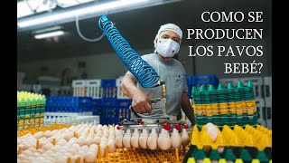 Proceso de la planta de incubación para obtener pollos BB de calidad