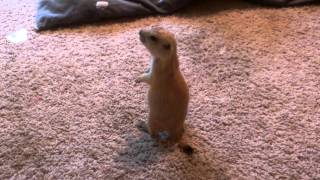 Prairie dog supprise