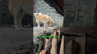 Bhotia Dog White Color Puppy For sale #bollywood #love #music #song