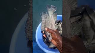 Male and female tilapia