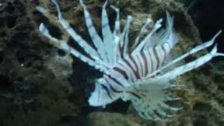 White Volitan Lion fish