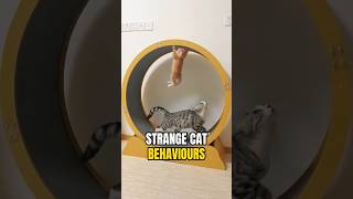 Strange cat behaviours and the meaning behind them! #catshorts #catlover #cat #catlife #catvideos