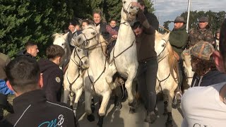 LA CRAU DE CHATEAURENARD ABRIVADO LONGUE 28.12.23 💥🐂