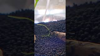 I Need Your Help Naming This Shrimp!