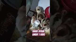 Anak Ayam usia 1 hari #ternak #ayam #pengusahamuda #umkm