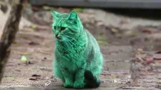 Feline a little green! Meet the GREEN cat - NG NEWS