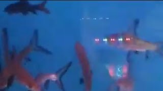 Baby shark aquarium fish #satisfying