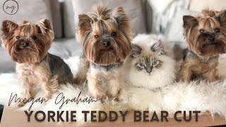 Yorkie Teddy Bear Cut | Yorkie 101