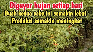 PART 29 : BERKAH MUSIM HUJAN‼️PRODUKSI BUAH KEDUA MENINGKAT  DENGAN HARGA STABIL