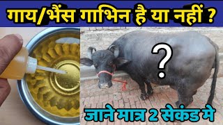 गाय/भैंस गाभिन है या नही जानिए मात्र 2 सेकण्ड में|How to know cow/buffalo is pregnant or not