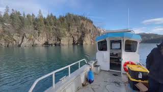 Looking for Bald Eagles in Kachemak Bay, Homer, Alaska