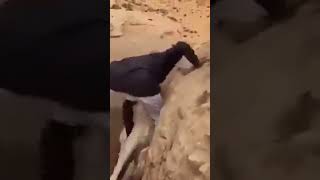 Kind Man SAVES a Trapped Baby Camel