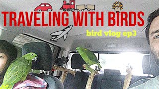 meet our birds | parrot vlog Ep3