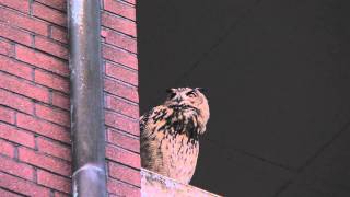 Eagle Owl: Uhu-Nachwuchs beobachtet die Umgebung:Ende Juli 2010.