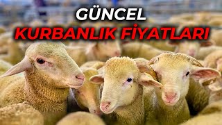 2024 KUZU FİYAYLARI | HERKES BU KUZULARIN PEŞİNDE...