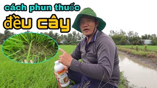 phun thuốc mới cho lúa đều cây thấp cây hạn chế đỗ ngã vụ thu đông #83 l Thanhdotv