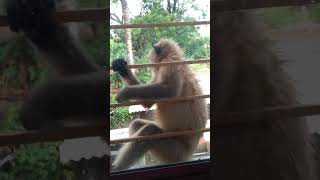 monkey in front of the window in hotel at Digha..need some fruits or grains.