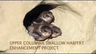 Upper Columbia Swallow Habitat Enhancement Project