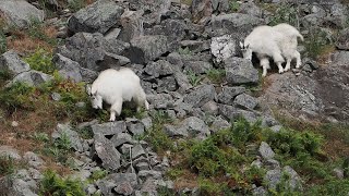 Rocky Mountain Goats and Friends, Parc Omega