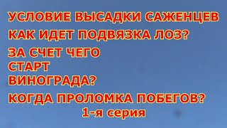 1-я серия. Май. Условие высадки саженцев. Как подвязываю лозы. За счет чего  старт винограда.