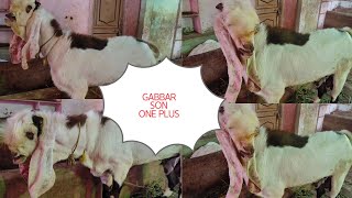 Hyderabadi 🐐TOP QUALITY MALE AVAILABLE