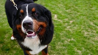 Bernese Mountain Dog and Canine Parvovirus Understanding the Connection