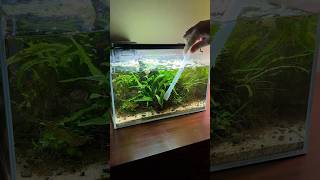 Low tech Java fern aquarium water change