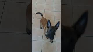 Belgian Malinois puppy basic training 🐶👊