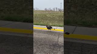 Hi Mr. Turkey 🦃  😂 #wyoming #viral #beautiful #nature #turkey #funny