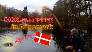 Dicke Monster Lachsforellen//Hvilested Dänemark