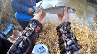 Pierwszy Sandacz Sezonu na Robaka  (First Walleye of the Season on Worm)