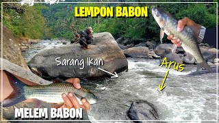 Ciri Ciri Sarang Ikan Melem dan Masher Babon✅pemancing wajib tau