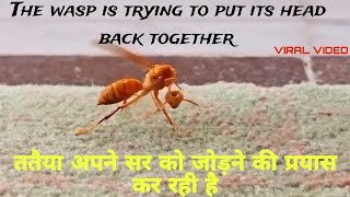 The wasp is trying to put its head back together | ततैया अपने सर को जोड़ने की प्रयास कर रही है Viral