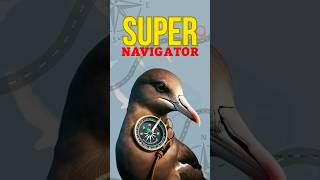 Nature's GPS: Manx Shearwater's Secret to Flawless Navigation #shorts #viral