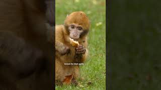 Monkey are Intelligent #monkey #monkeyvideo #facts #wildlife #nature