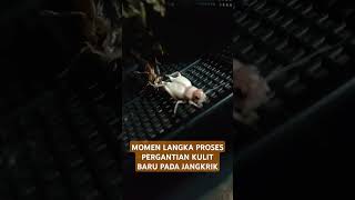 MOMEN LANGKA PROSES PERGANTIAN KULIT BARU JANGKRIK #shorts #fyp #viralvideo