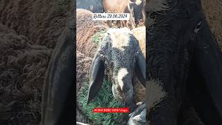 Retteri Market 2024 | Saturday|29.06.2024 | #2024 #goat #sheep #animals #india #shorts #reels #viral