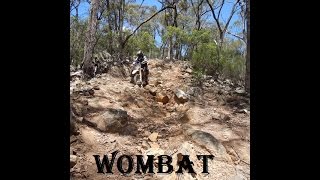 Wombat with dirtriderZ January 2015