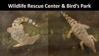 Crocodile in Wildlife Rescue Center and Bird's Park - Tagum City