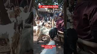 Update kondisi pasar pon Brenggolo sabtu,  27 Mei 2023 #pasarhewan#pasarkambing#hargakambing#short