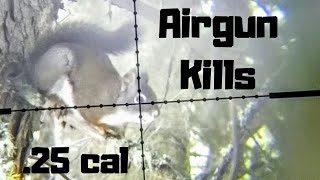 Squirrel Hunting with an airgun ( scopecam )