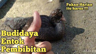 budidaya entok sistem pembibitan yang wajib dilakukan