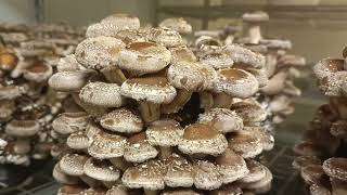 Shitake forever|Shiitake mushroom cultivation