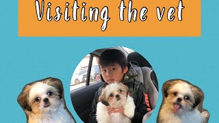 Shih Tzu puppy visits the vet | 14 weeks old