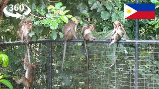 Monkey Encounter in 360 VR | Captivating Wildlife in West Kalayaan, Subic