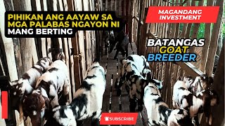 PART 2/PAG BISITA SA KAMBINGAN NI MANG BERTING/PURO DAPPLED AT RED ANG PALABAS NYA NGAYON/BOER GOAT